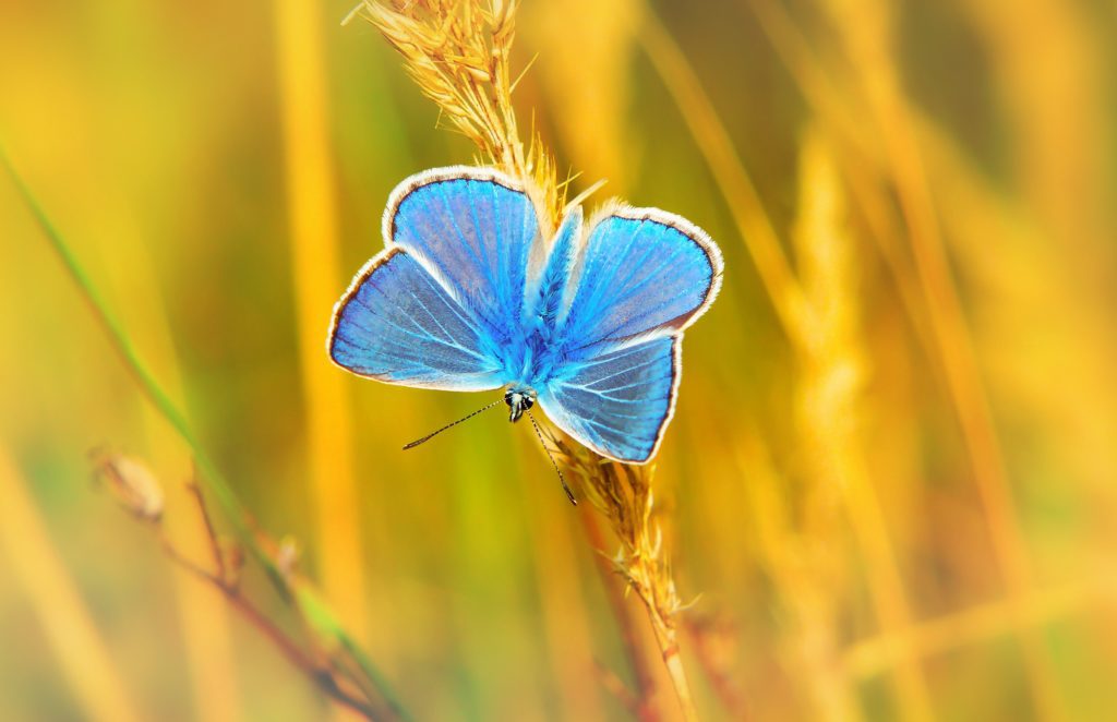 Blue Butterfly