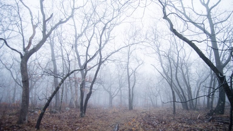 Misty Forest