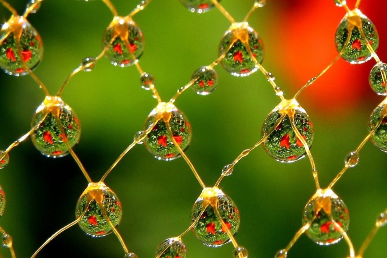 20200202 Meyer – Gefangener Wassertropfen The image of Indra’s net, named after the Vedic god Indra, is used in Buddhist sutras to describe the interconnectedness of the universe. (Photo by Detlef Meyer)