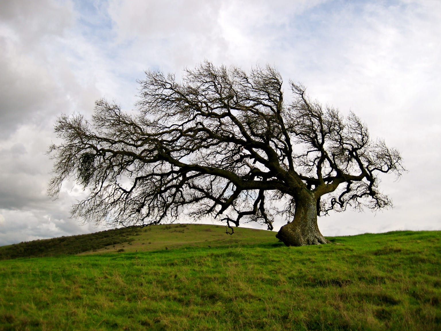 Lone tree wind sculpture Lone tree wind sculpture