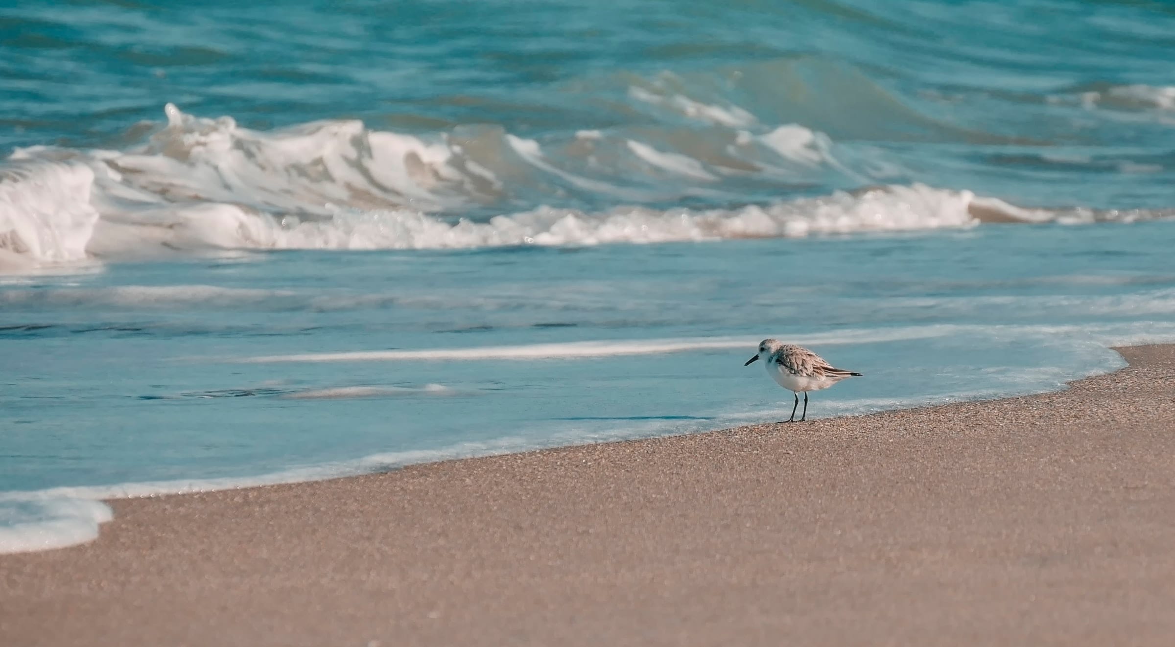 Shorebird searching