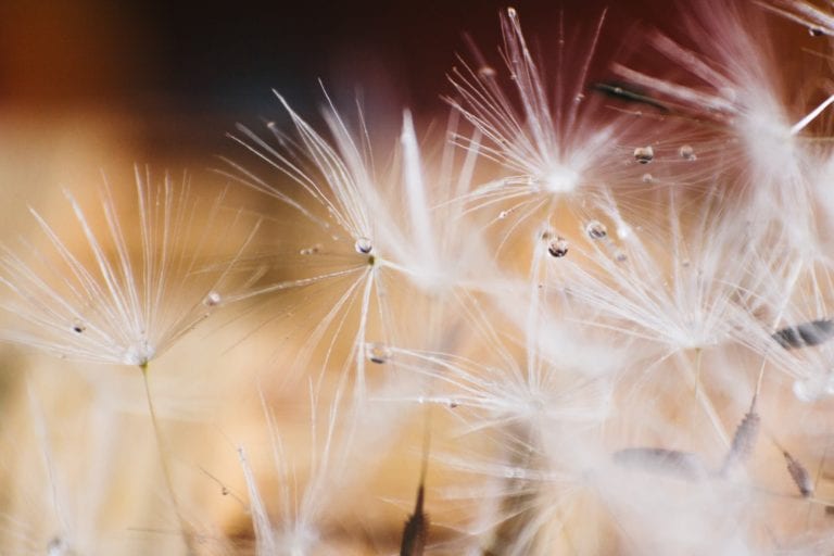 Dandelion seeds