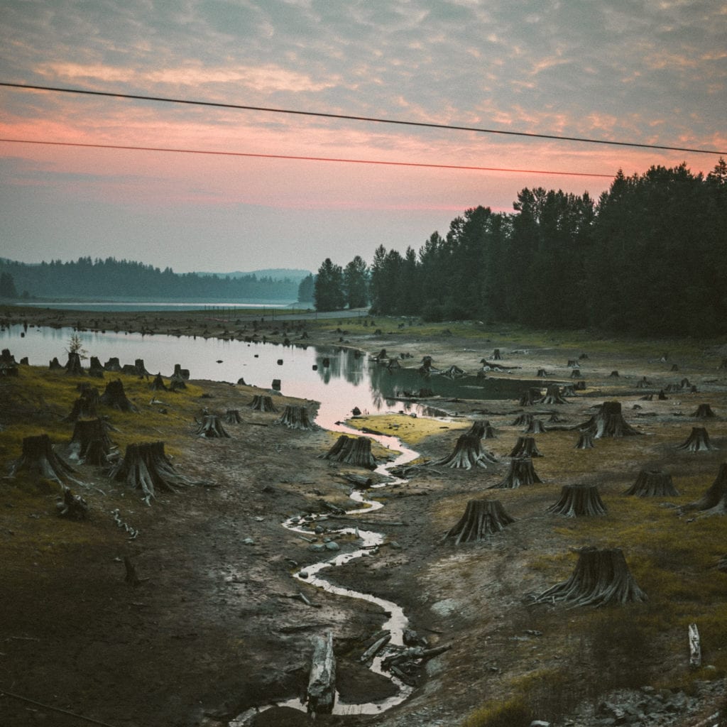 Logged forest at sundown