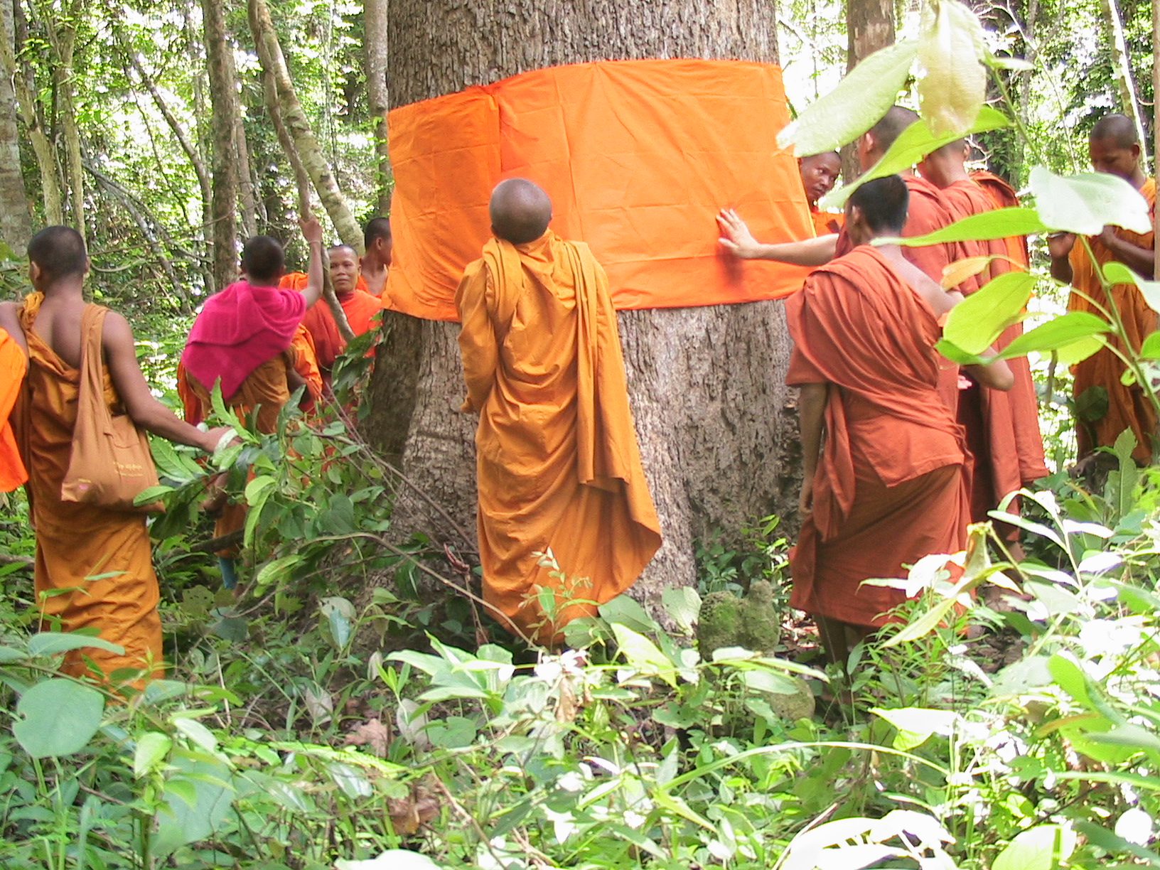 Cambodian Monks Ordain Tree