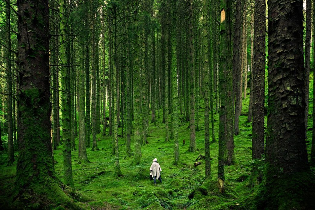 Man in the forest among the trees