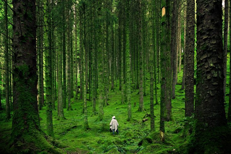 Man in the forest among the trees