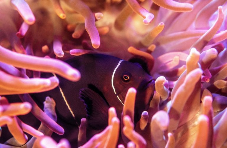 Clownfish in Anemone by David Clode