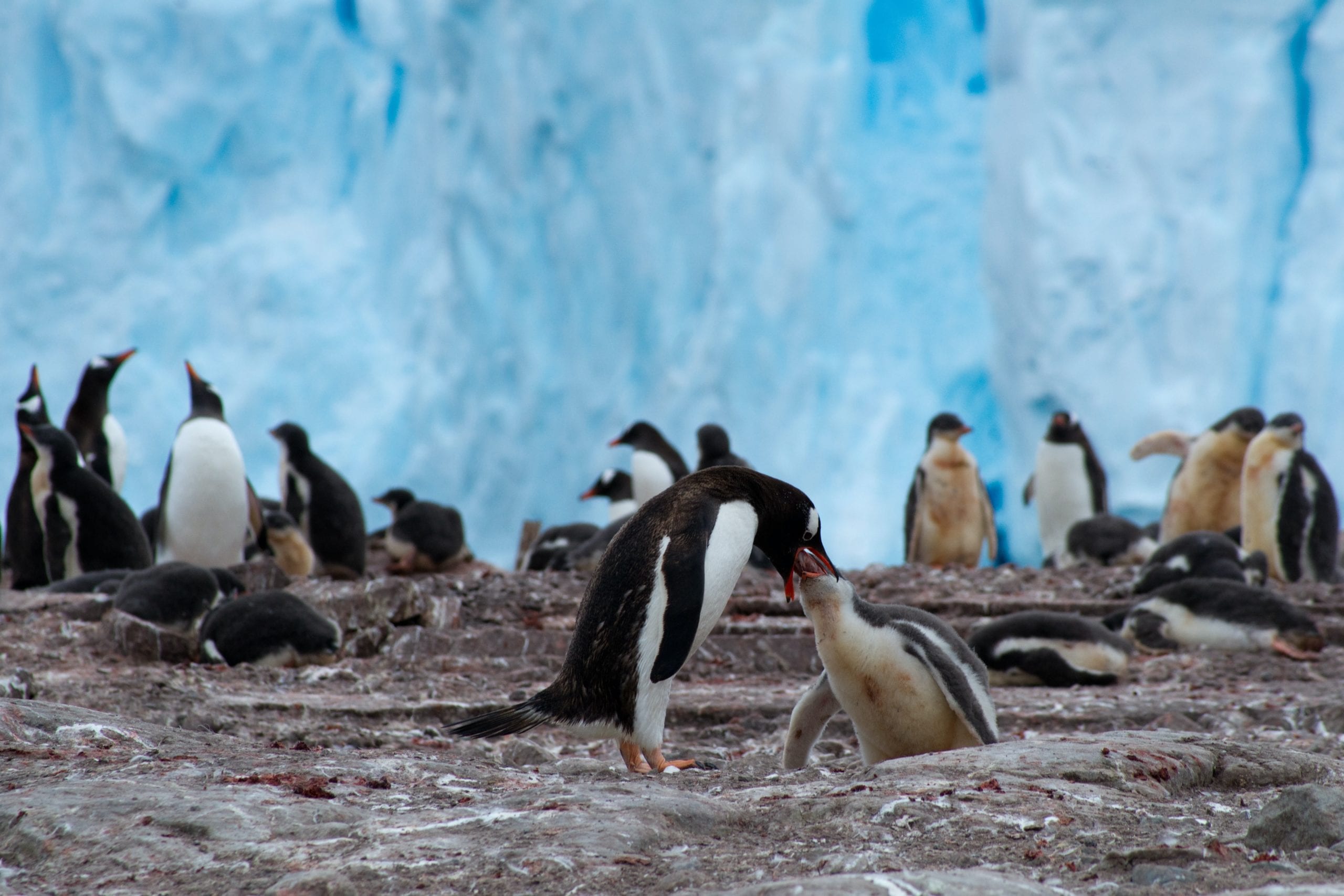 Penguins in front of ice wall
